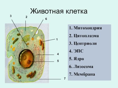 Цитоплазма в клетке в животной клетке