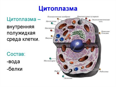 Цитоплазма клетки рисунок биология