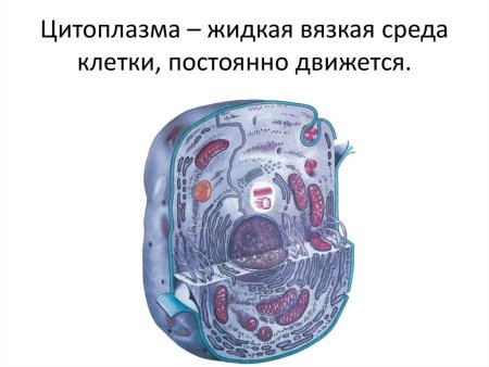 Цитоплазма клетки