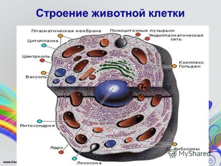 Схема микроскопического строения животной клетки