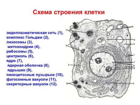 Строение клетки мембрана цитоплазма органоиды ядро