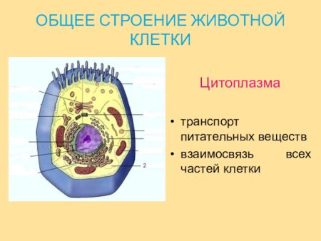 Строение растительной клетки микроскоп