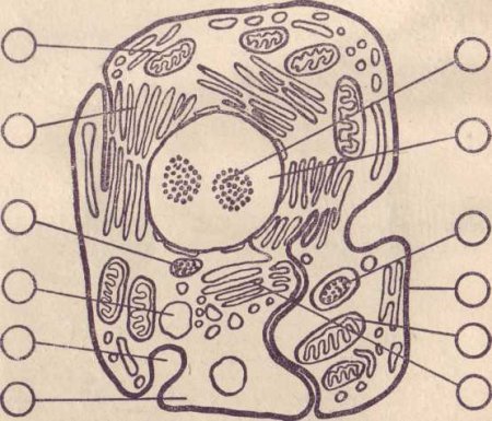 Клетка ядро вакуоль