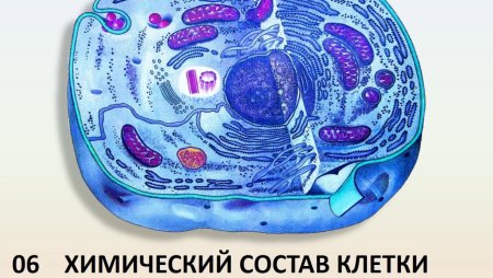 Строение животной клетки рисунок карандашом