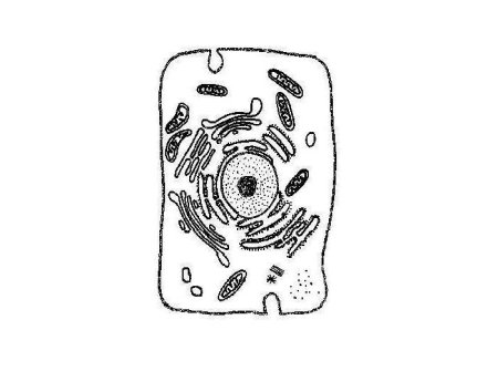 Модель эукариотической клетки