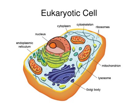 Строение живой клетки и её органоиды