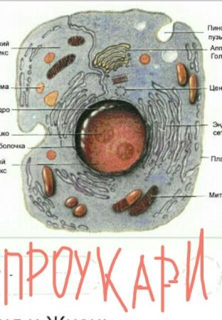 Из чего состоит Живая клетка