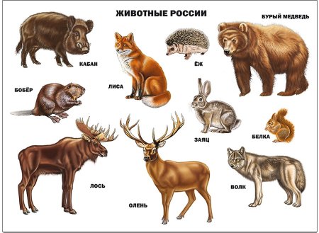 Животные которые обитают в России