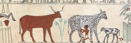 Одомашнивание коровы