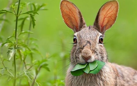 Животные заяц