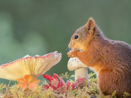 Питание животных