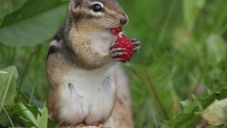 Сибирский бурундук