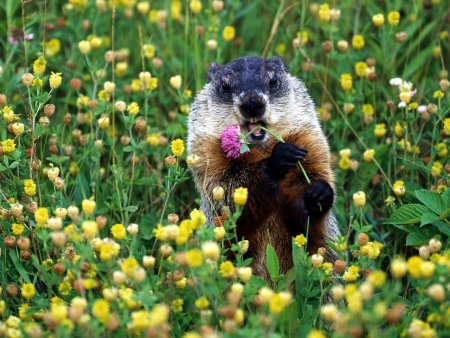 Бобер с цветами