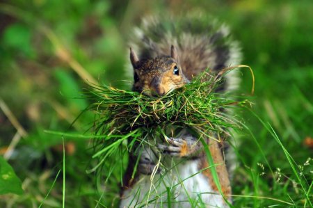 Животные питаются растениями