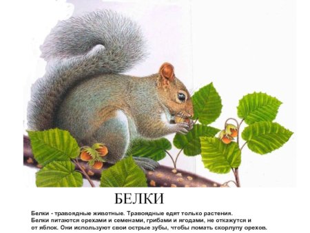 Растительная пища для животных