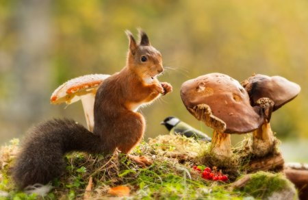 Грибы и животные