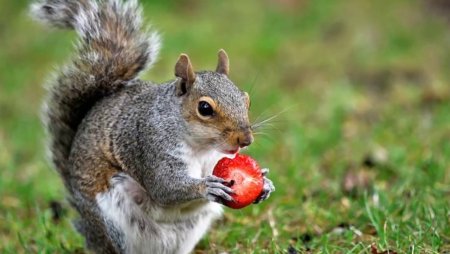 Белка ест клубнику