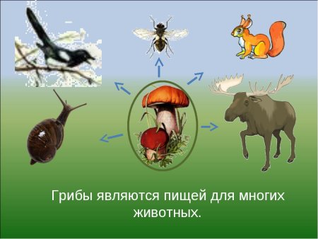 Какие животные питаются грибами