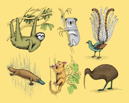 Животные Австралии вектор