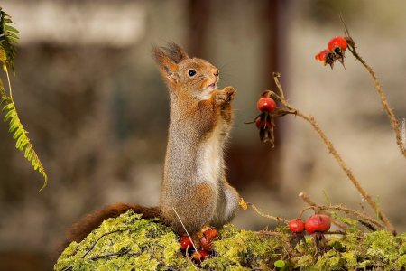 Белка с ягодами