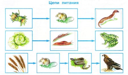 Пищевая цепочка дуб кабан волк