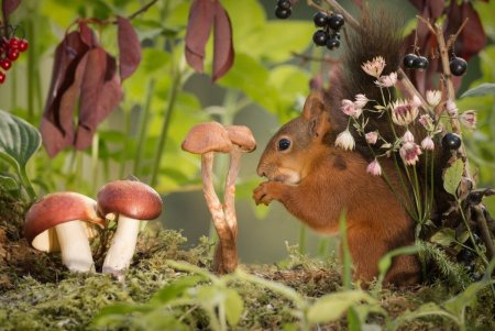 «Грибы для белки» (Комарова, с.36)