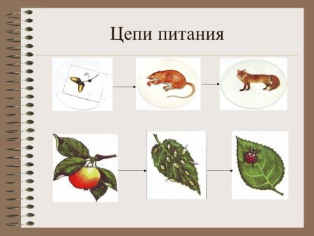 Пять цепей питания животных 3 класс окружающий мир