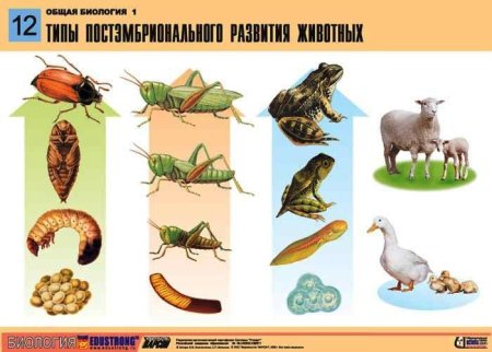 Периоды постэмбрионального развития животных