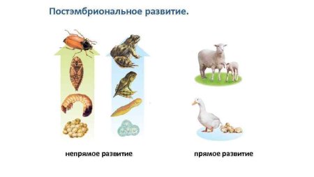 Постэмбриональный период развития прямое и Непрямое развитие