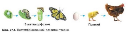 Стадии постэмбрионального развития бабочки