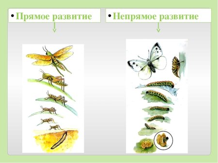 Схема прямого постэмбрионального развития