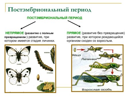 Прямое и Непрямое постэмбриональное развитие примеры