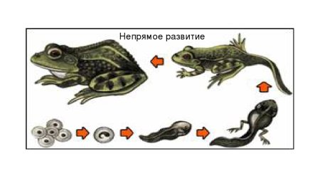 Непрямое развитие животных на примере лягушки