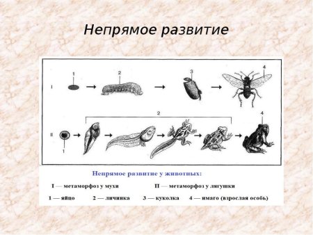 Непрямое развитие с полным метаморфозом характерно для