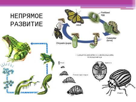 Непрямое развитие характерно для