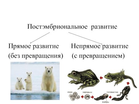 Непрямое постэмбриональное развитие животных