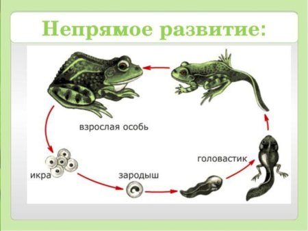 Непрямое развитие лягушки стадии