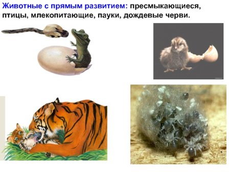 Животные с прямым развитием