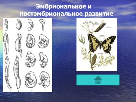 Эмбриональный период развития и постэмбриональный период развития