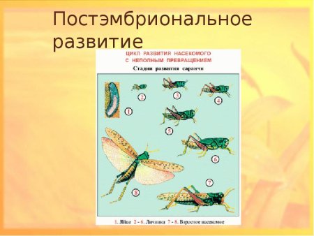Постэмбриональный период типы развития