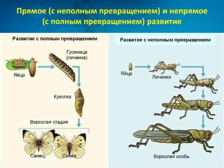 Постэмбриональное развитие с неполным превращением