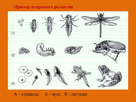 Развитие Стрекозы с полным превращением