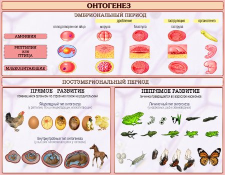 Постэмбриональный период типы развития