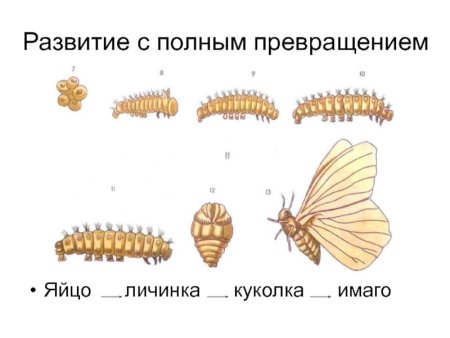 Личинка куколка Имаго