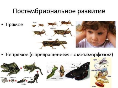 Постэмбриональное развитие прямое Непрямое метаморфоз