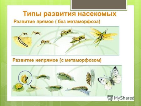 Схема непрямого развития насекомых