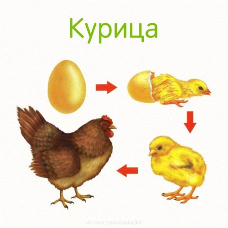 Сначала яйцо потом цыпленок