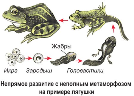 Цикл развития лягушки схема