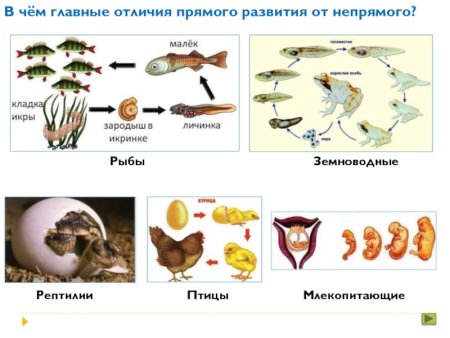 Рыбы с непрямым постэмбриональным развитием