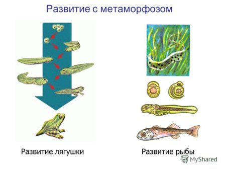 Постэмбриональное развитие лягушки стадии